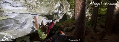 Bodhi working on "Treeattack" (2)